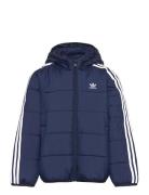 Padded Jacket Navy Adidas Originals