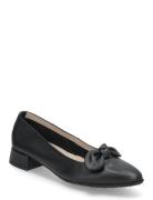 Tancy Black Wonders