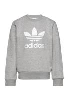 Trefoil Crew Grey Adidas Originals